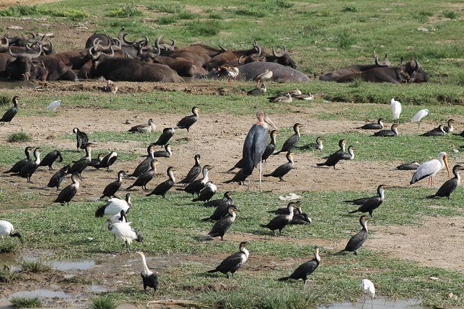 12-Day Pearl of Africa Wildlife and Adventure Highlights - Kampala to Kisoro: a start that includes the Equator