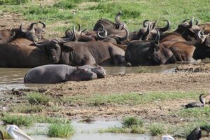 12-Day Pearl of Africa Wildlife and Adventure Highlights - Virunga volcano trekking: Muhavura, Sabinyo, or Gahinga