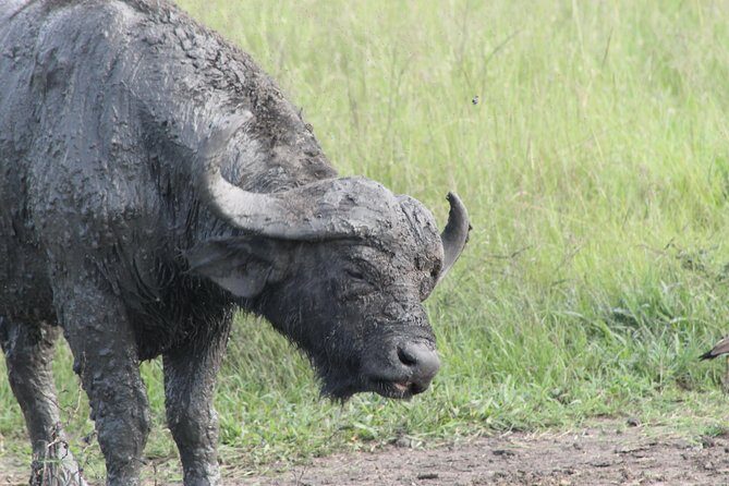 12-Day Pearl of Africa Wildlife and Adventure Highlights - Bwindi gorilla tracking: cold air, steep trails, and one focused hour