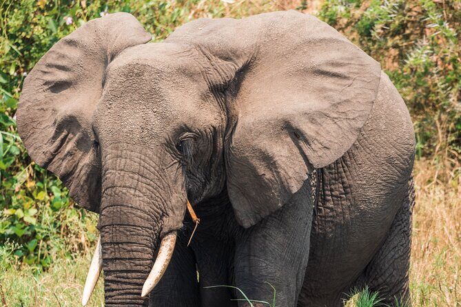 12-Day Pearl of Africa Wildlife and Adventure Highlights - Queen Elizabeth savanna drives plus the Kazinga Channel