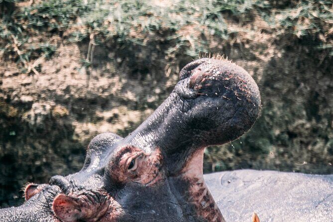 12-Day Pearl of Africa Wildlife and Adventure Highlights - Kibale Forest: chimpanzee tracking at Kanyanchu