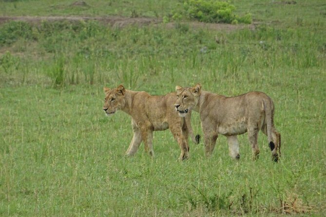 12 Days Memorable Experience tour in Uganda - Kidepo Valley National Park: wildlife drives that feel remote and real