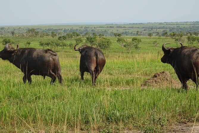 12 Days Memorable Experience tour in Uganda - Murchison Falls National Park: ferry, morning drive, and the top-of-falls hike