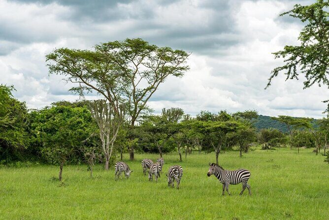 13 Day Uganda Safari with Gorillas, Chimps & Tree climbing lions - Quick Hits Before You Commit