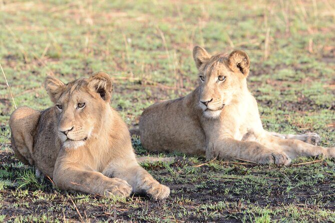 13 Day Uganda Safari with Gorillas, Chimps & Tree climbing lions - From Entebbe to Your First Lodge: Start Easy, Then Jump In