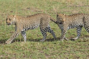 13 Day Uganda Safari with Gorillas, Chimps & Tree climbing lions - Kibale National Park: Chimp Tracking You Actually Remember