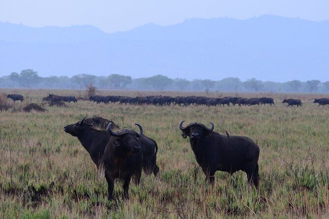 13 Day Uganda Safari with Gorillas, Chimps & Tree climbing lions - Queen Elizabeth: Sunrise Hunting, Kazinga Hippos, and Real Variety