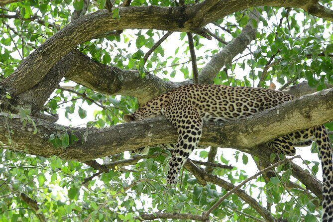 13 Day Uganda Safari with Gorillas, Chimps & Tree climbing lions - Kasenyi Lion Tracking and Ishasha Tree-Climbing Lions: Two Ways to See the Same Magic