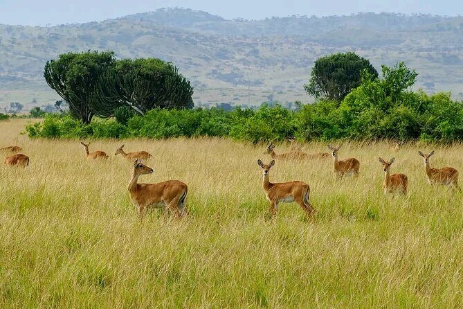 13 Day Uganda Safari with Gorillas, Chimps & Tree climbing lions - Bwindi Impenetrable: Gorilla Trekking in the Slippery, Sacred Forest