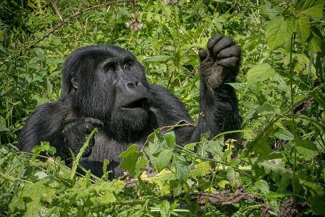 13 Day Uganda Safari with Gorillas, Chimps & Tree climbing lions - Lake Bunyonyi and Lake Mburo: A Recovery Stretch That Still Feels Like Safari