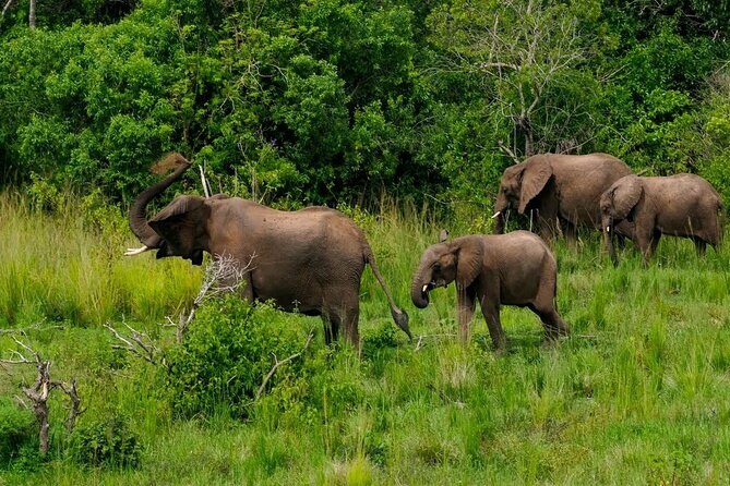 13 Day Uganda Safari with Gorillas, Chimps & Tree climbing lions - The Comfort Side: Private-Group Driving and Lodge Rhythm