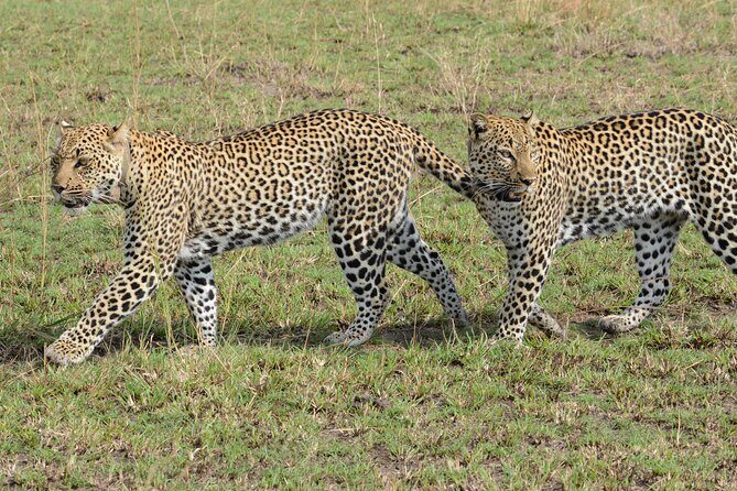 13 Day Uganda Safari with Gorillas, Chimps & Tree climbing lions - Kibale National Park: Chimp Tracking You Actually Remember