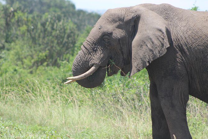 13-Day Wildlife Adventure Trip to the Pearl of Africa - Murchison Falls National Park: Big game country plus rhino tracking