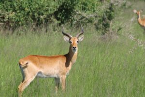 13-Day Wildlife Adventure Trip to the Pearl of Africa - Murchison’s boat-and-hike day: where the Nile gets loud