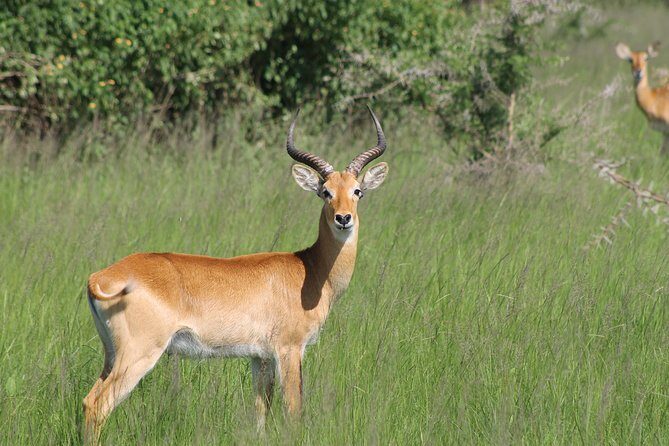 13-Day Wildlife Adventure Trip to the Pearl of Africa - Murchison’s boat-and-hike day: where the Nile gets loud