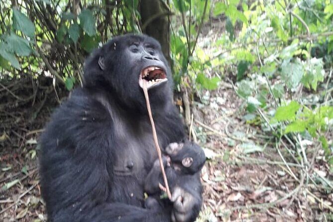 13 Days Private tour to discover Uganda's Best Safari - Key Highlights to Look For