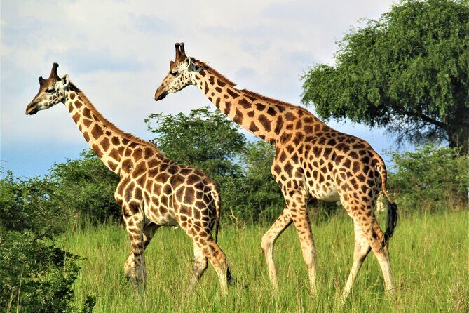 13 Days Private tour to discover Uganda's Best Safari - Entebbe Arrival Day: A Soft Landing Before the Wild