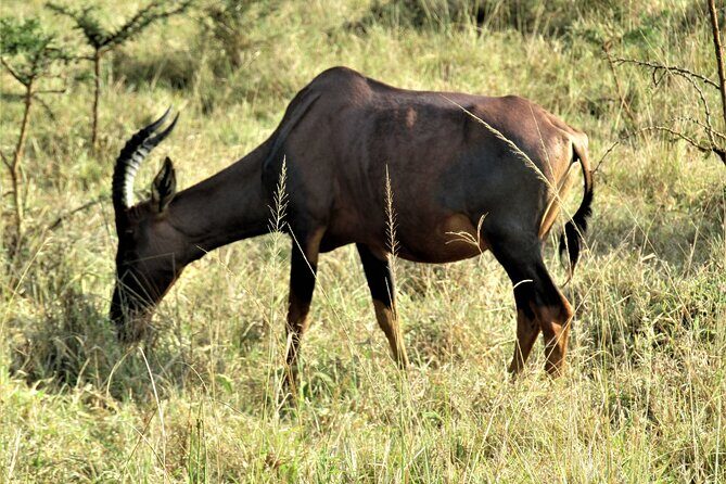 13 Days Private tour to discover Uganda's Best Safari - Morning Savanna Game Drive, Then the Nile’s 60-Meter Moment