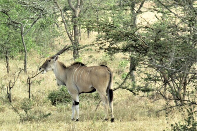 13 Days Private tour to discover Uganda's Best Safari - Kazinga Channel Boat Safari: Hippos and Birds Up Close