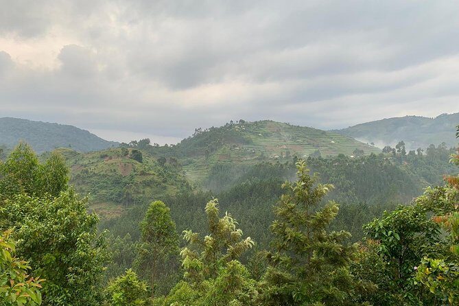 14 Day Pearl of Africa Uganda Classic Wildlife Safari - Ishasha tree-climbing lions: the detour that makes the trip memorable