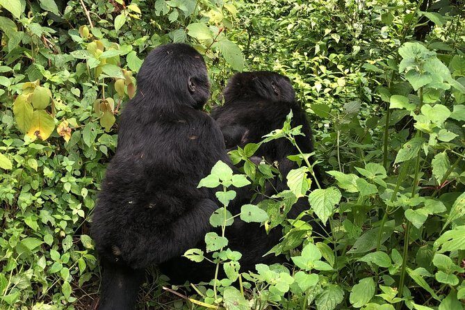 14 Day Pearl of Africa Uganda Classic Wildlife Safari - Ziwa Rhino Sanctuary to Murchison Falls: wildlife before the main show