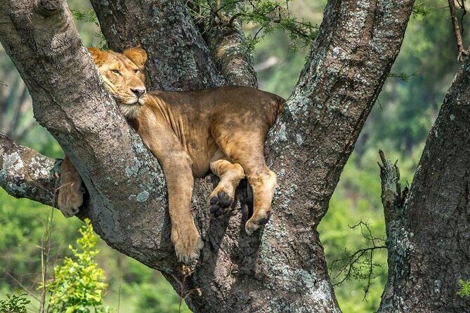 14 Days Uganda Safari Adventure, Gorilla Trekking and WildlifeTour - Kampala to the Wild: The Shape of This 14-Day Route