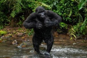 14 Days Uganda Safari Adventure, Gorilla Trekking and WildlifeTour - Price and Value: What $6,770 Buys (Without Constant Gate Fees)
