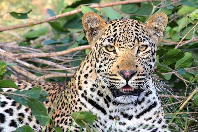 14 Days Uganda Safari Adventure, Gorilla Trekking and WildlifeTour - Days 1–3: Rhino Tracking, Murchison Falls Views, and Lake Albert Life