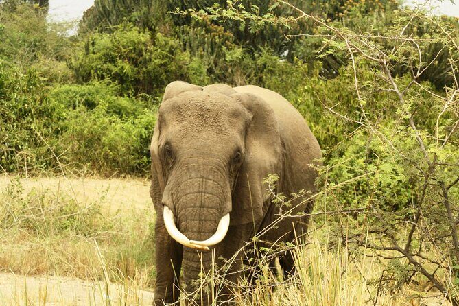 14 Days Uganda Safari Adventure, Gorilla Trekking and WildlifeTour - Days 4–7: Kibale Chimp Tracking, Bigodi Wetland Walks, and Kazinga Channel Boats