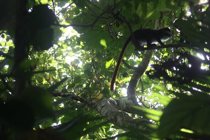 14 Days Uganda Safari Adventure, Gorilla Trekking and WildlifeTour - Days 8–10: Kyambura Gorge Chimps, Tree-Climbing Lions in Ishasha, and Volcano Country Encounters