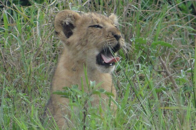 14 Days Uganda Safari Adventure, Gorilla Trekking and WildlifeTour - The Private Touch: What Michael, Silver, and Reward Signal About Service