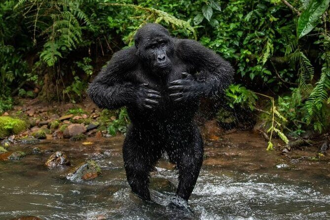 14 Days Uganda Safari Adventure, Gorilla Trekking and WildlifeTour - Price and Value: What $6,770 Buys (Without Constant Gate Fees)
