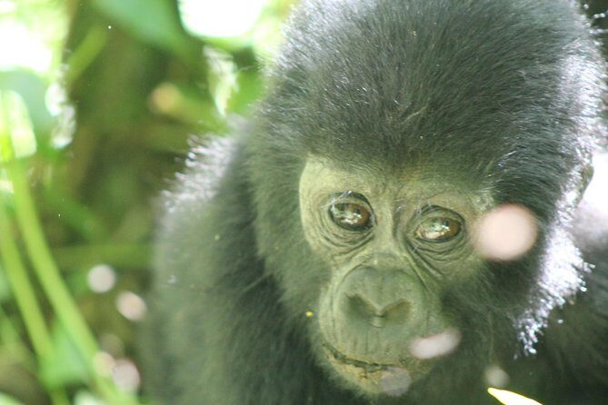 15-Day Gorilla and chimps Trekking, Big 5 and Nature Sighting Safari - Big Five-style odds at Murchison Falls and Ziwa Rhino Sanctuary