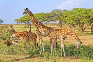 15-Day Gorilla and chimps Trekking, Big 5 and Nature Sighting Safari - Boat safari under the falls (and the option to work for it)