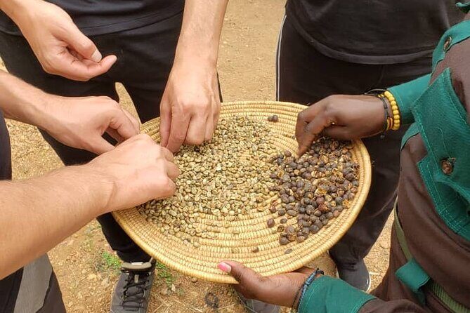 15-Day Gorilla and chimps Trekking, Big 5 and Nature Sighting Safari - Kibale Forest: your chimp trekking day starts with a briefing