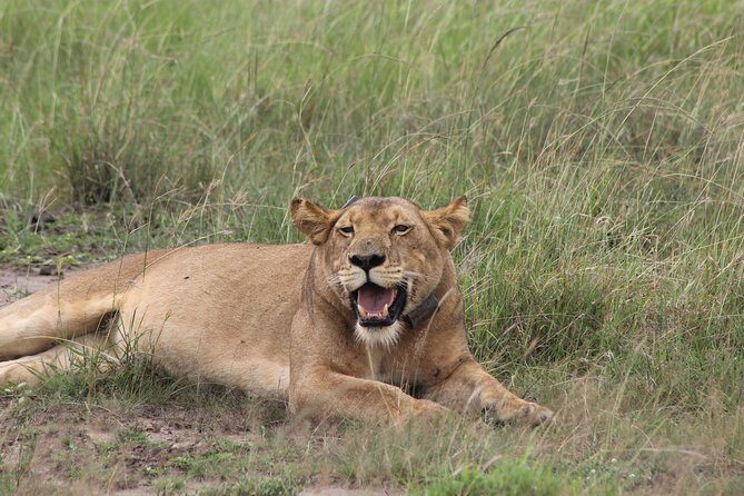 15-Day Gorilla and chimps Trekking, Big 5 and Nature Sighting Safari - Queen Elizabeth National Park: Kazinga Channel and crater viewpoints