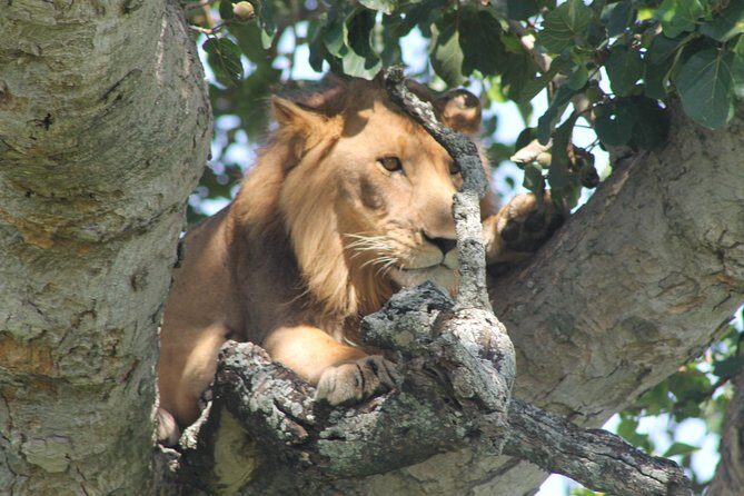 15-Day Gorilla and chimps Trekking, Big 5 and Nature Sighting Safari - Ishasha tree-climbing lions: the special chapter