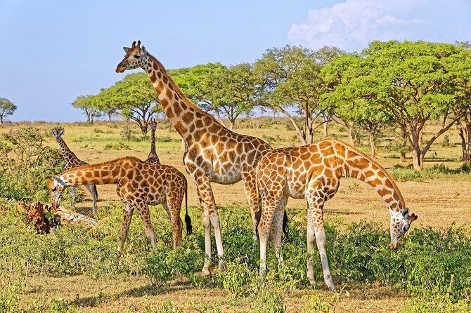 15-Day Gorilla and chimps Trekking, Big 5 and Nature Sighting Safari - Boat safari under the falls (and the option to work for it)