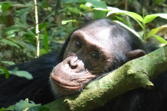 15 Day Gorillas, Chimps and Big 5 Safari Tour - Key points to know before you go