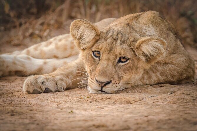 2 Day Guided Murchison Falls And Zziwa Rhino Trekking Safari - Key highlights at a glance