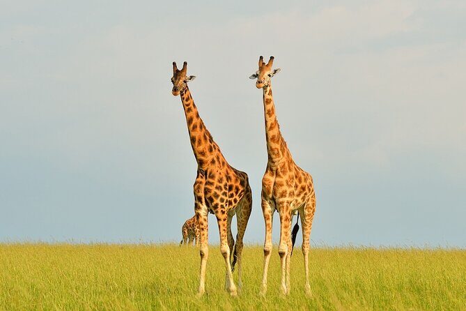2 Day Guided Murchison Falls And Zziwa Rhino Trekking Safari - Day 1 in Murchison Falls: boat cruise, river wildlife, and the top-of-falls hike