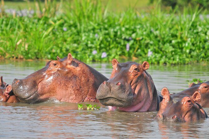 2 Day Guided Murchison Falls And Zziwa Rhino Trekking Safari - Zziwa Rhino Sanctuary: what white rhino tracking is actually like