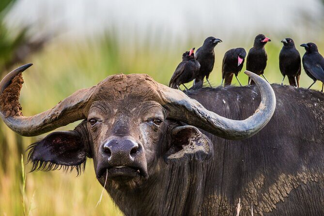 2 Day Guided Murchison Falls And Zziwa Rhino Trekking Safari - Price and value: is $1,250 per person fair for two days?