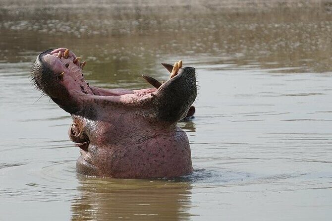2 Day Guided Murchison Falls And Zziwa Rhino Trekking Safari - Who this tour fits best (and who should rethink it)