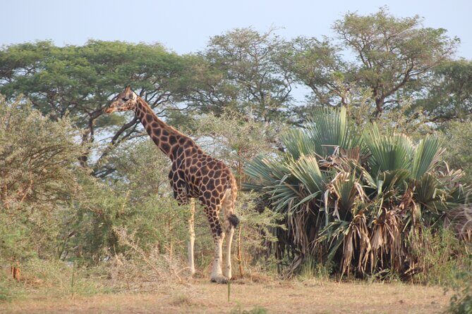 2 Day Lake Mburo National park wildlife Safari - Lake Mburo boat cruise: hippos, crocodiles, and birds on their schedule