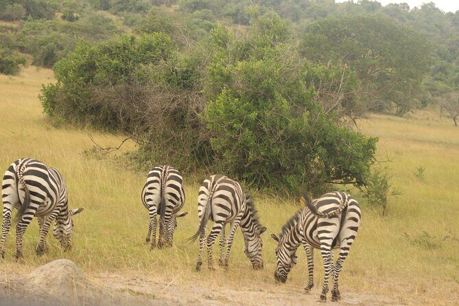 2 Day Lake Mburo National park wildlife Safari - Guided game drives: savannah, woodland, and the animals you actually came for