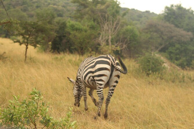 2 Day Lake Mburo National park wildlife Safari - The drive-after-sightings rhythm: where you gain time without feeling rushed