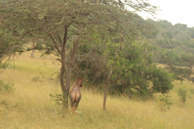 2 Day Lake Mburo National park wildlife Safari - Lodging and meals: “included” is the difference between relaxing and budgeting mid-trip