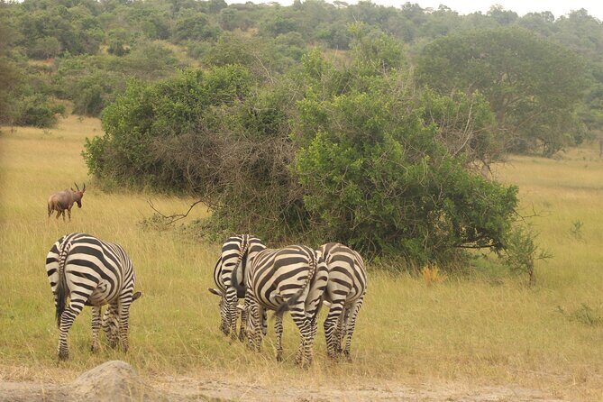2 Day Lake Mburo National park wildlife Safari - Price and logistics: is $590 per person a fair deal?