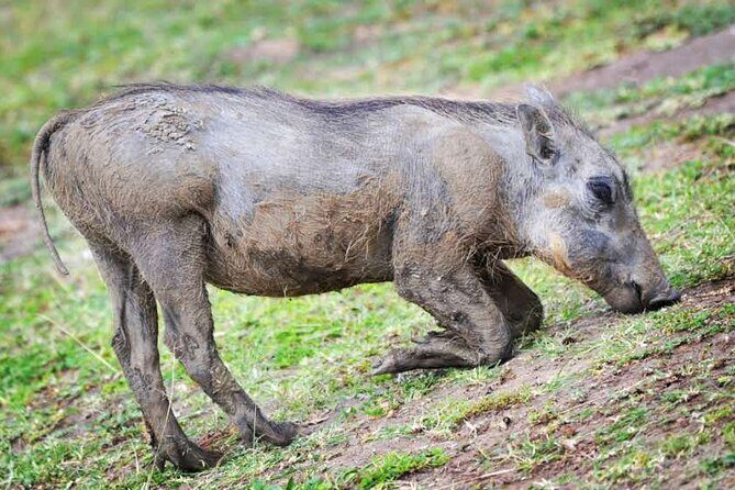 2-Day Wildlife Safari in Lake Mburo National Park - Day 2 options: cycling inside the park or a second vehicle search